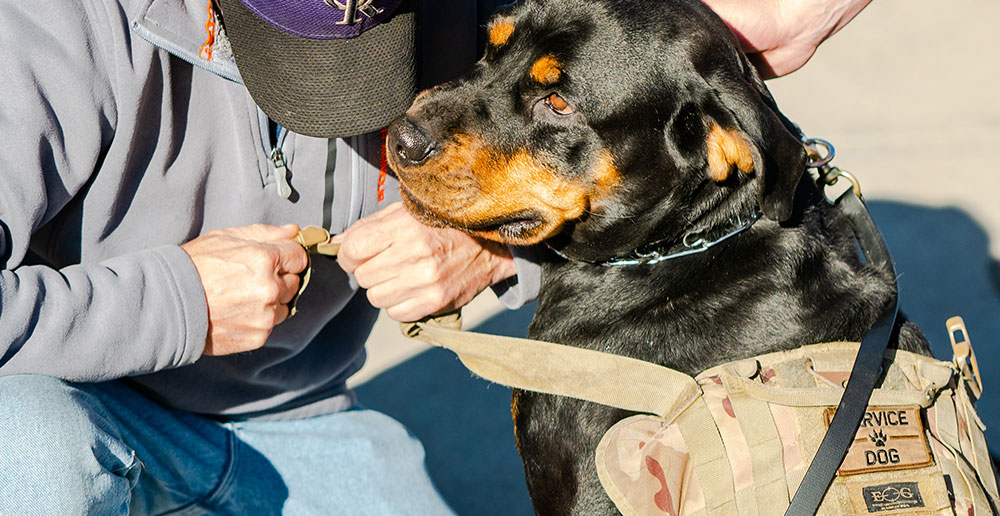 Service Dog Training Programs in Louisville. Dog Training Elite